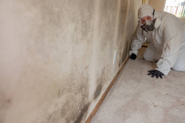 Best Environmental Consulting for Mold Prevention  in Shoreacres, TX